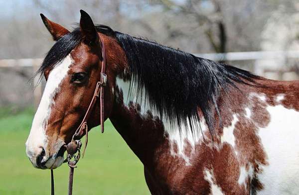 paint-quarter-horse