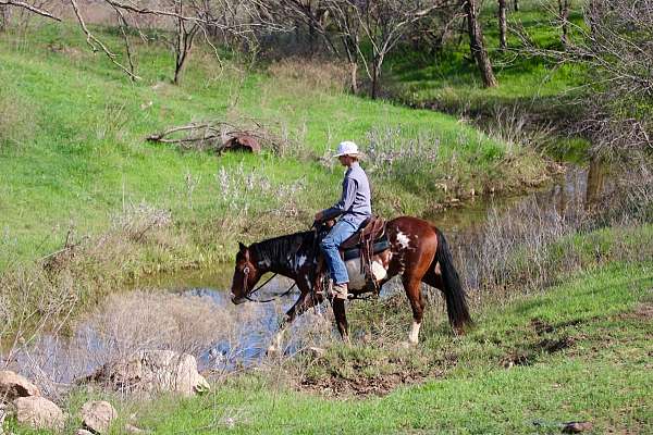 adventurous-horse