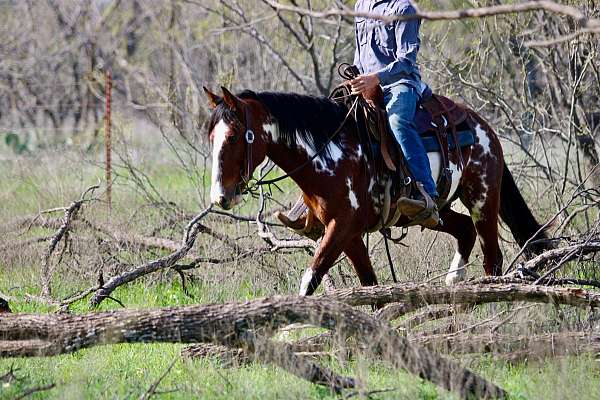 adventurous-quarter-horse