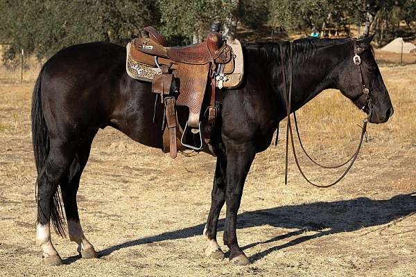 ranch-work-quarter-horse