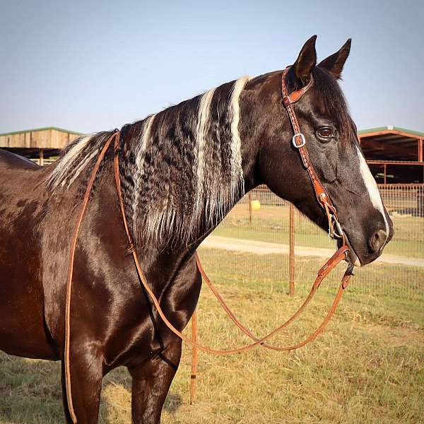 family-horse-quarter