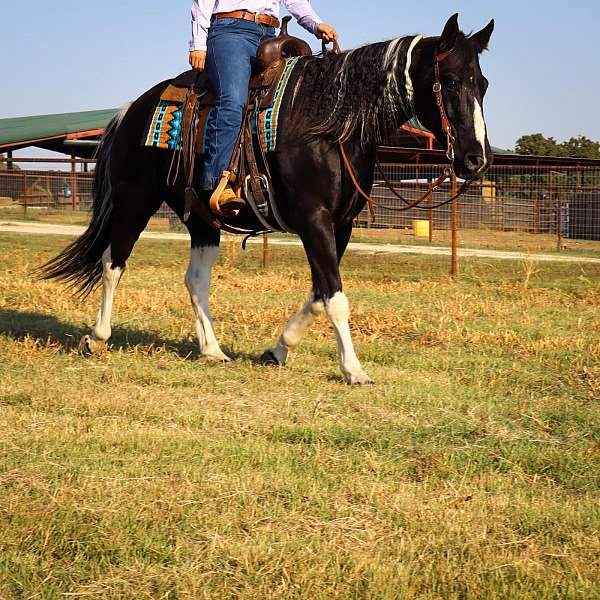 affectionate-quarter-horse