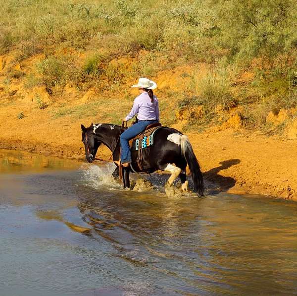 athletic-quarter-horse