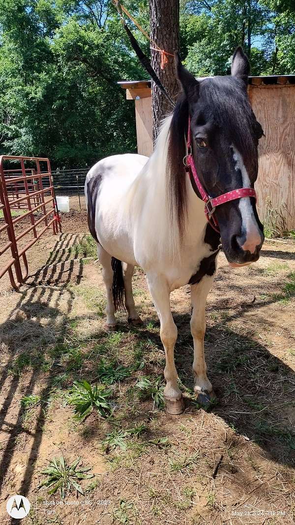 back-up-spotted-saddle-horse