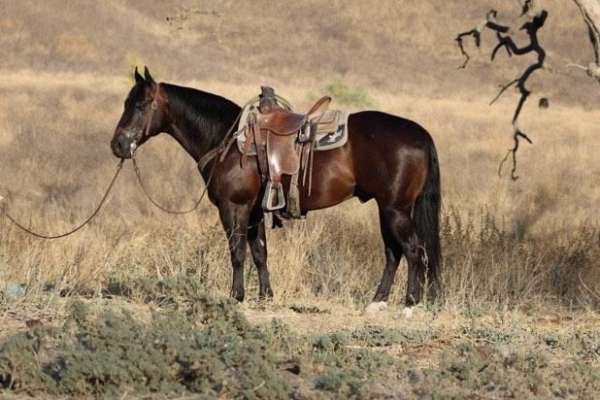 beginner-safe-quarter-horse