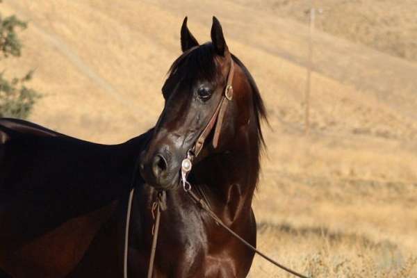 ranch-work-quarter-horse