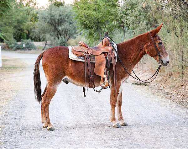 beginner-safe-quarter-horse