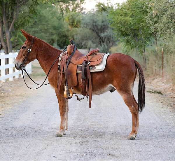 ranch-work-quarter-horse