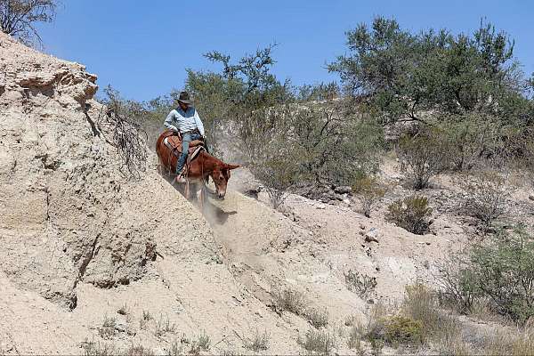 longhorn-gelding