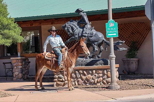 all-around-quarter-horse