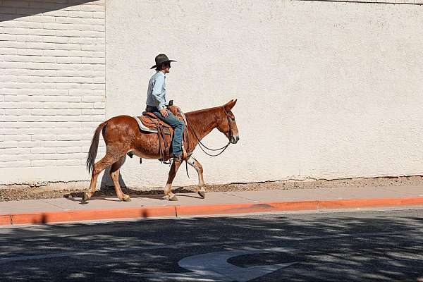 all-quarter-horse