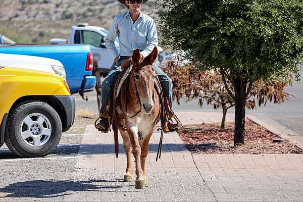 around-quarter-horse