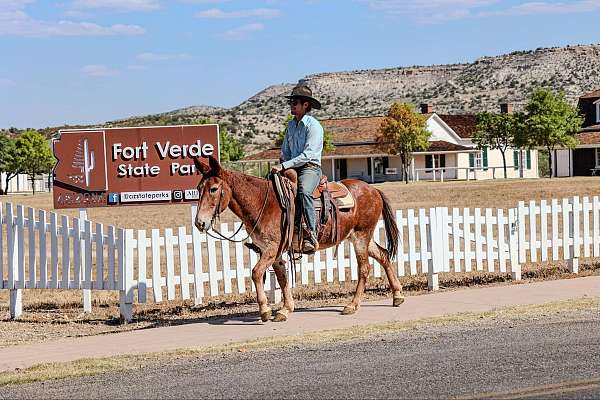 athletic-quarter-horse