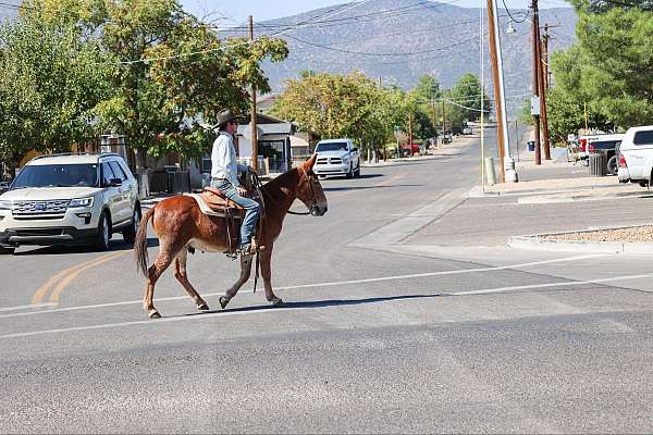 back-quarter-horse