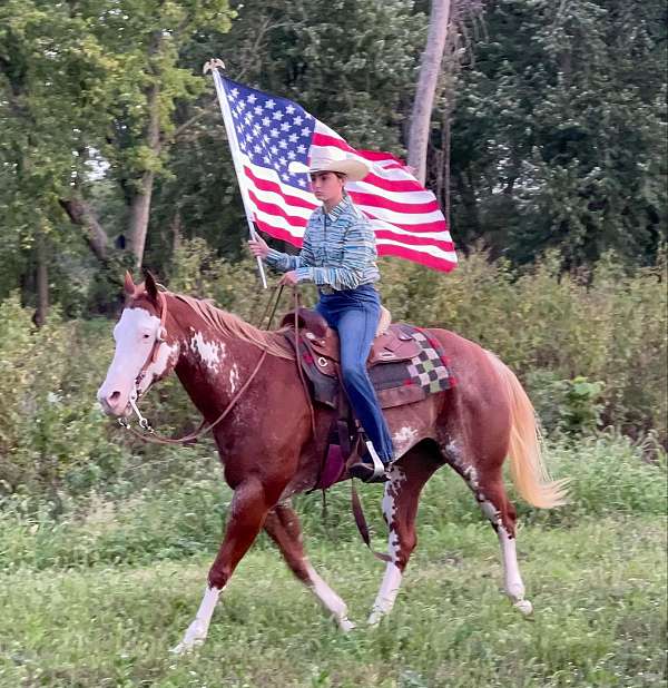 beginner-safe-quarter-horse