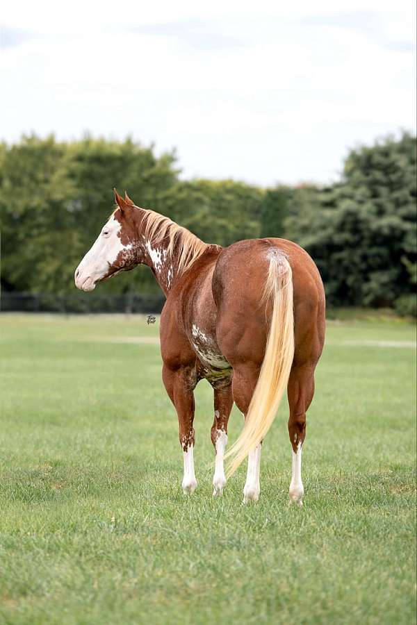 ranch-work-quarter-horse