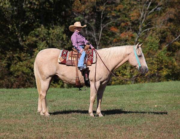 beginner-safe-quarter-horse