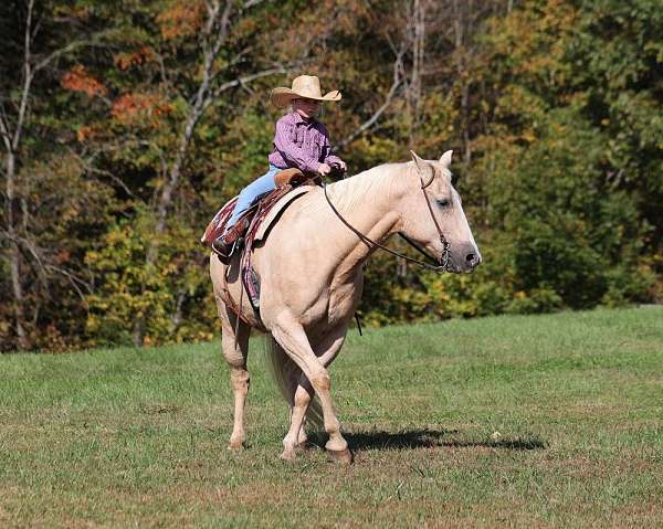 paint-quarter-horse