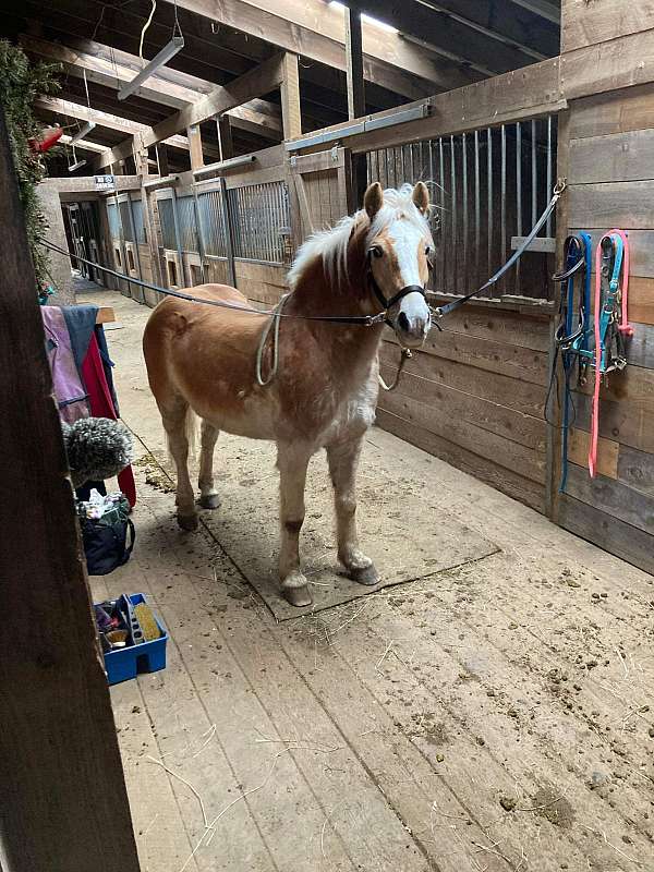 available-haflinger-horse