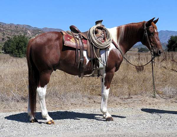 sorrel-tobiano-horse