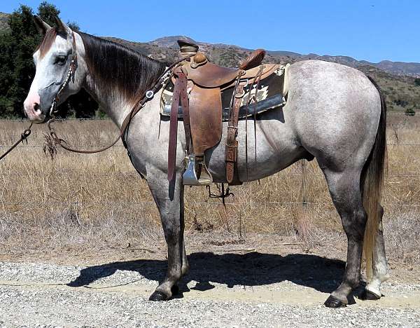 star-strip-snip-black-maneand-tail-horse