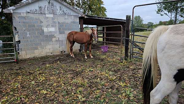 tennessee-walking-mare