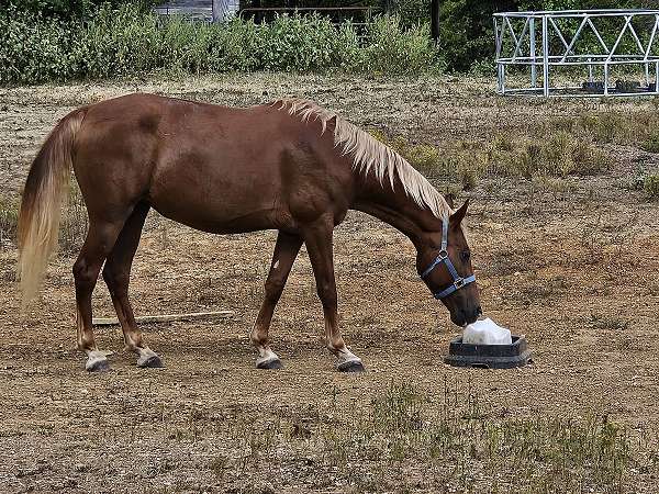 tennessee-walking-horse-for-sale