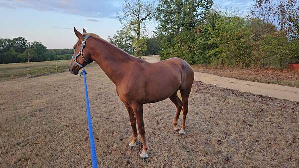 tennessee-walking-horse