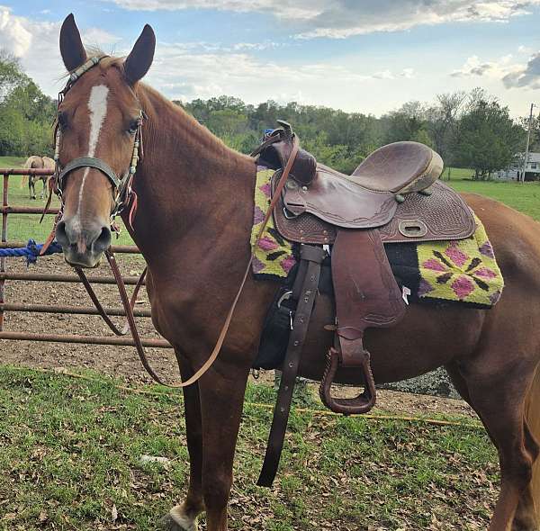 coggins-up-to-date-tennessee-walking-horse