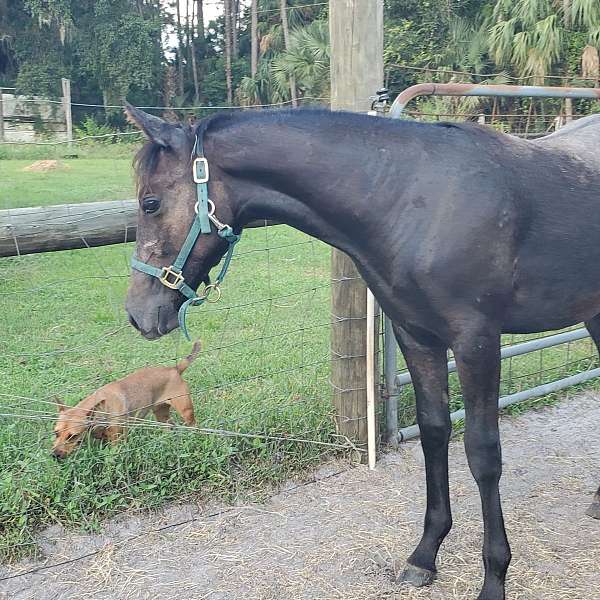 lipizzan-filly-weanling