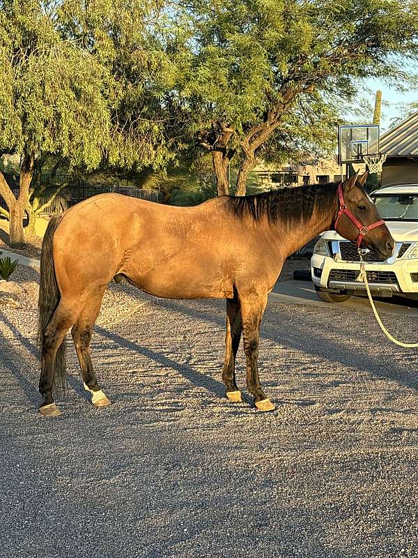 buckskin-lesson-trail-riding-horse