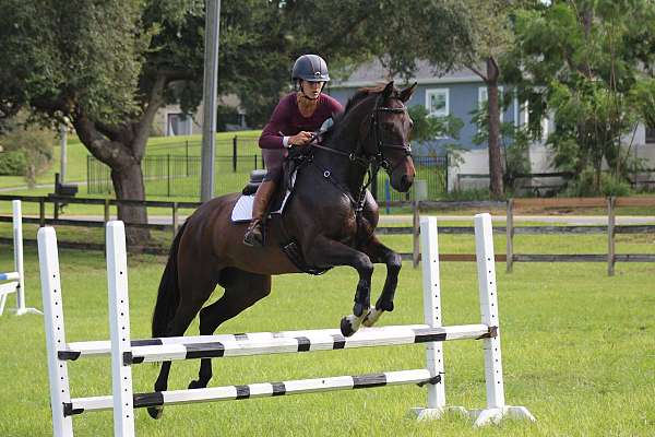 bay-warmblood-mare