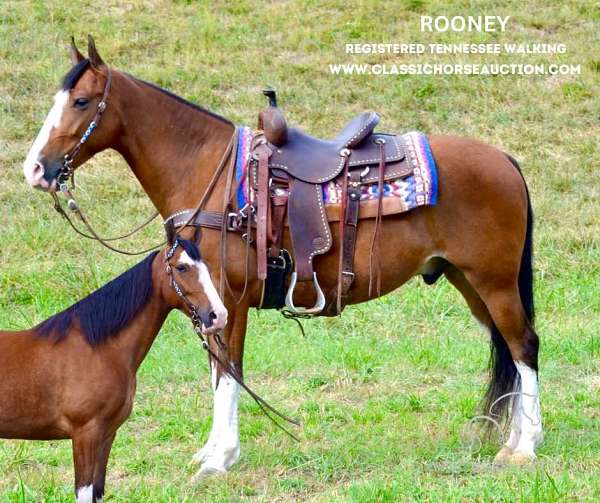 far-tennessee-walking-horse