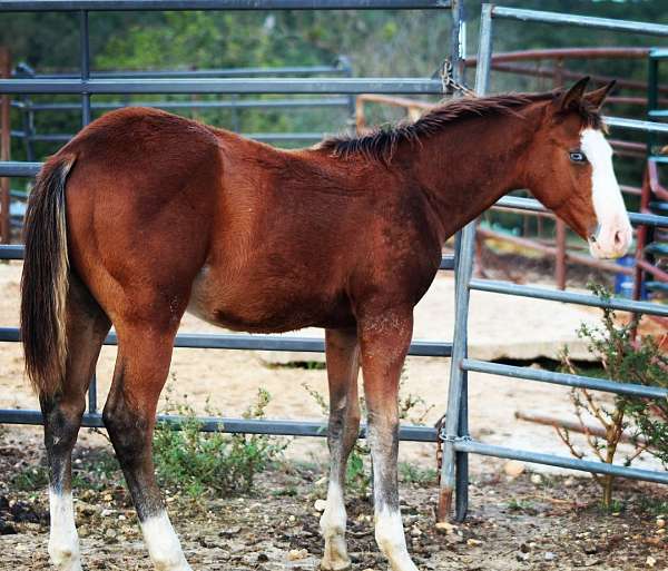 quarter-horse-colt