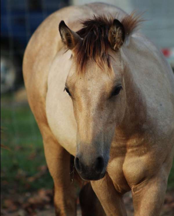 quarter-horse-filly