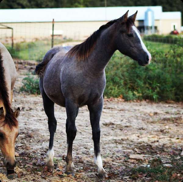 quarter-horse-filly