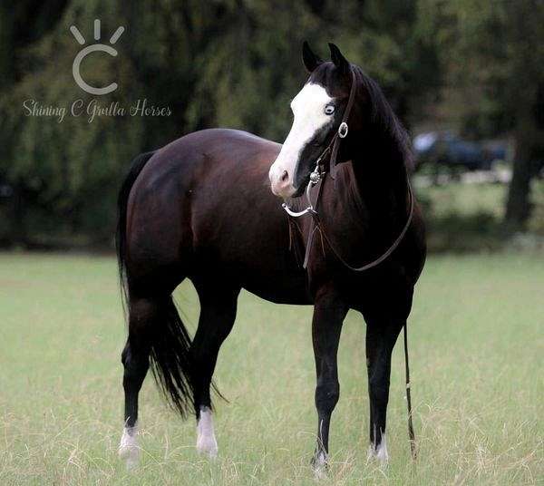 black-overo-western-dressage-horse