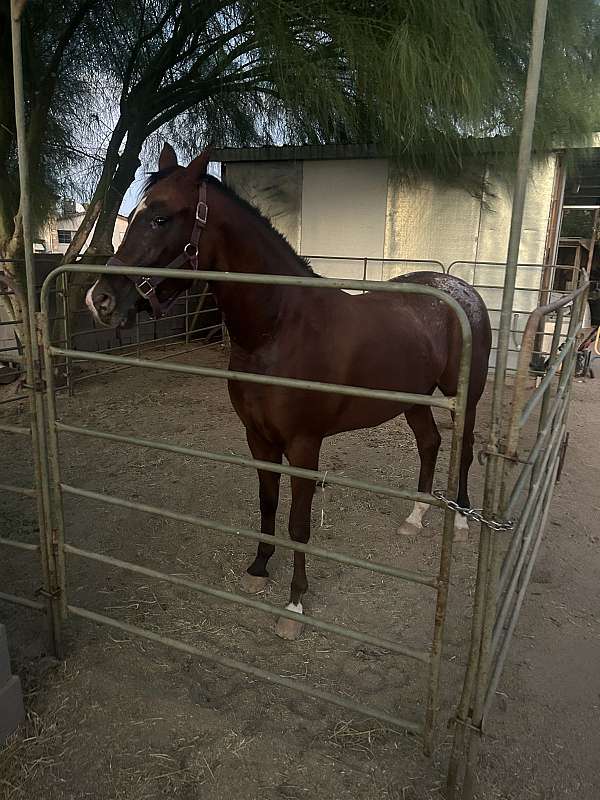 chestnut-appaloosa-filly