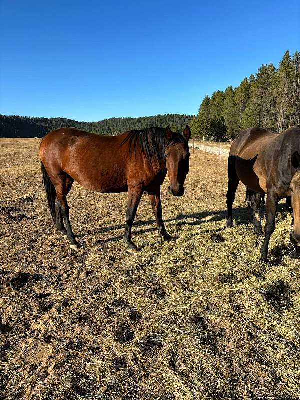 cross-andalusian-lusitano-horse