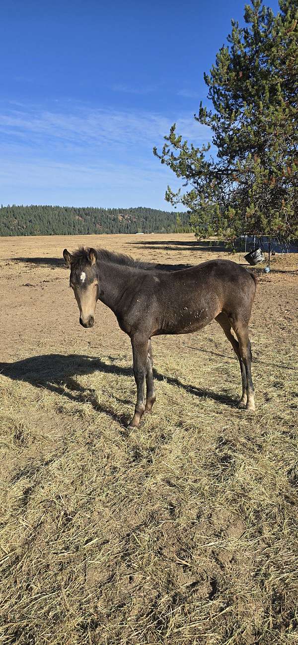 buckskin-friesian-quarter-horse-filly