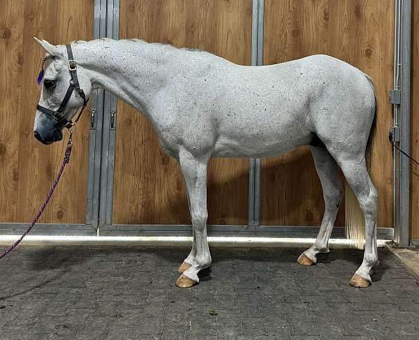 grey-athletic-horse