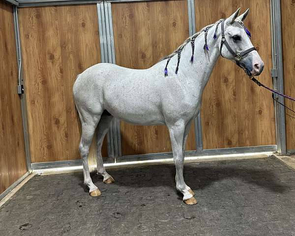 grey-endurance-horse