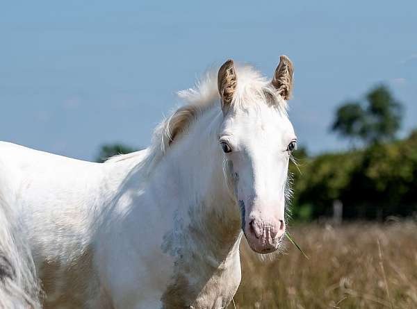 palomino-tobianosabino-horse