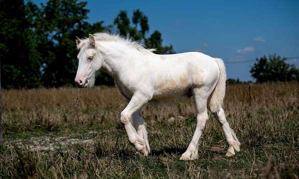 sabino-palomino-colt-stallion