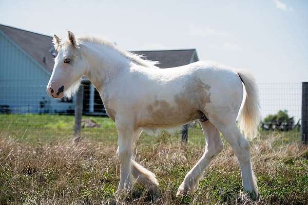 tobiano-palomino-colt-stallion