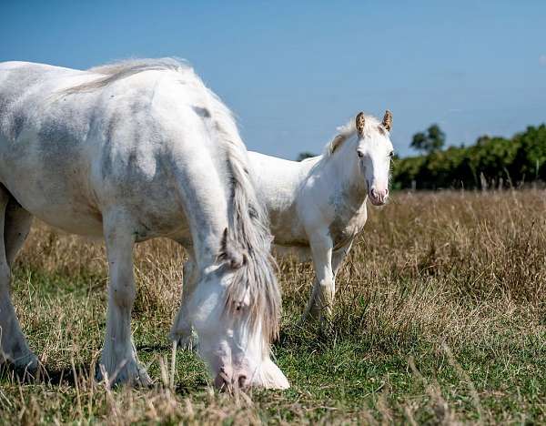 palomino-usdf-colt-stallion