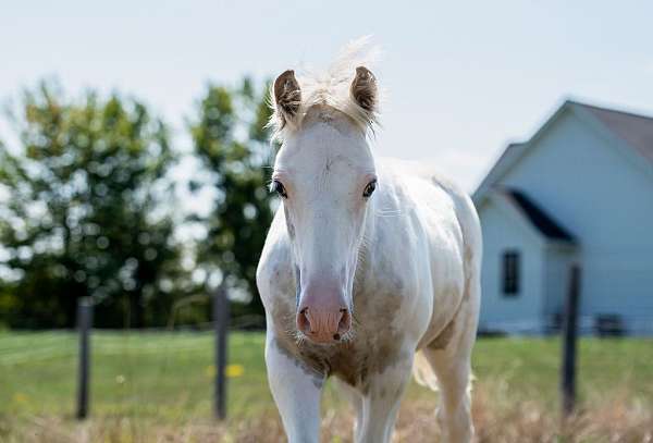 sabino-usdf-colt-stallion