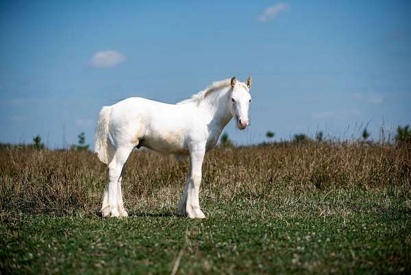 tobiano-usdf-colt-stallion