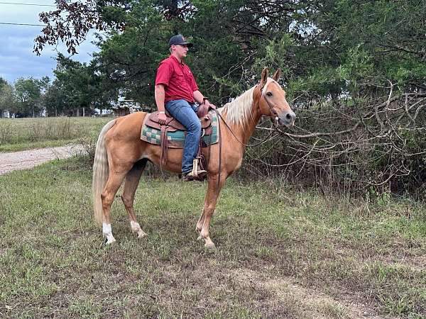 flashy-missouri-fox-trotter-horse