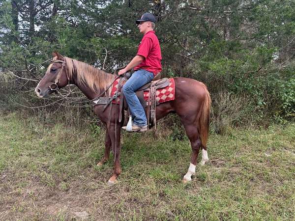 ridden-western-quarter-horse